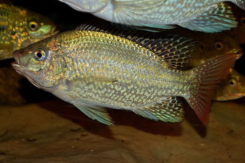 Oreochromis tanganicae